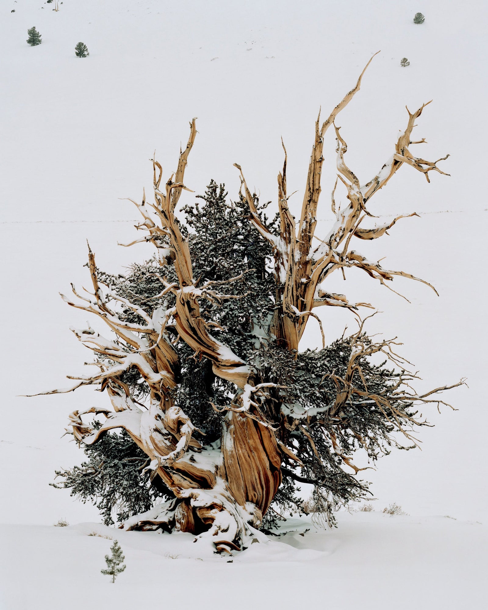 Gathering Growth Ancient Bristlecone Photo
